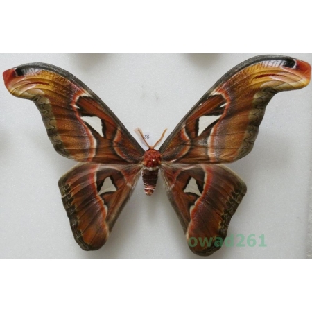 Attacus atlas Linnaeus, 1758 male ex. ovo Thailand 181mm28